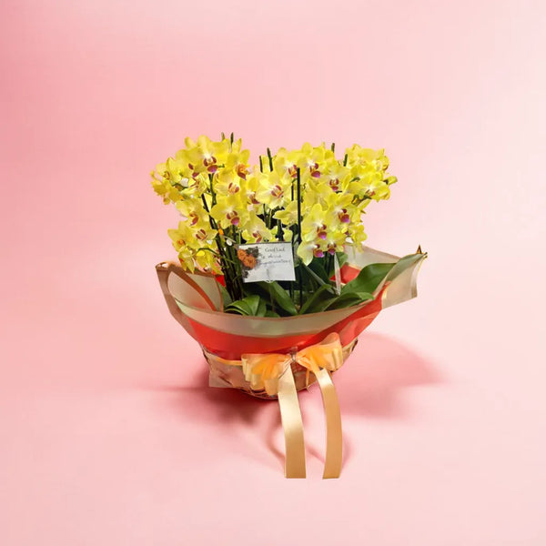 Yellow Orchid Plants Basket