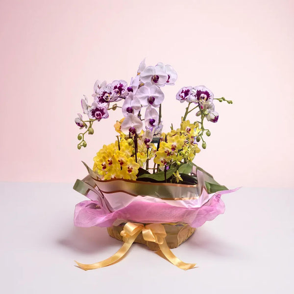 Harmony Orchid Plants Basket